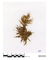 藏品(塔苔)的圖片